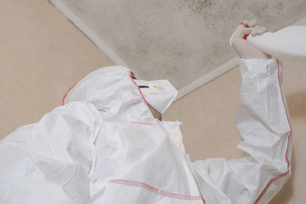 Best Commercial Mold Remediation in Cornwall, PA
