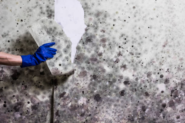 Best Kitchen Mold Remediation in Cornwall, PA